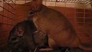 Complete Chinchilla Mating Process with AfterSex Hiccups [upl. by Loria973]