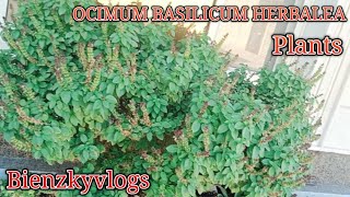 OCIMUM BASILICUM HERBALEAwild magic basil plants viralvideos Bienzkyvlogs [upl. by Einnil]