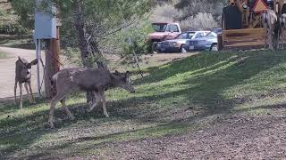 Wild Life in Lebec  CA [upl. by Kaule]