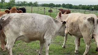 14 Head of Charolais Charolais X Red Angus amp Crossbred type of Cows 03133  Cattle for sale [upl. by O'Mahony]