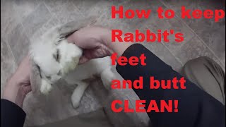 How to clean your rabbit feet and butt [upl. by Edison]