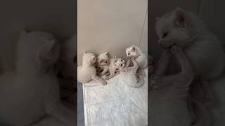 COMO SÃO FILHOTES DE GATOS COM 20 DIAS DE VIDA 🐱 gatos gato gatosfofos gatosengraçados gatinho [upl. by Goines]