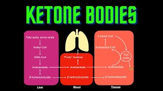 USMLE Step 1  Lesson 71  Ketone Bodies [upl. by Lleuqar]