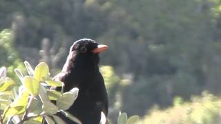 black bird singing in New Zealand by Teo Lee Wei amp K [upl. by Leirbaj]