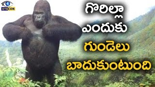 Why Do Gorillas Have Such Big Bellies  Weird Animal Searches  BBC Earth [upl. by Cleasta]