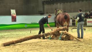 Belgian Draft HorsesNational ShowAbility demonstration [upl. by Mairb]