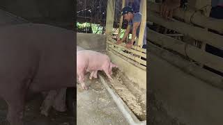 START PIG FARMING [upl. by Linder908]