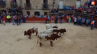 Ambiente y vaquilla del tercer encierro de Aldeadávila [upl. by Gilbertine650]