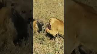 Battle for the Warthog A Lioness a Hyena and the Fight for a Meal [upl. by Noonan286]