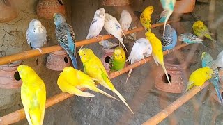 Beautiful Budgerigars cute Talking Parrot birds budgis parrot talkingbird budgiegar birdslover [upl. by Eenhat]