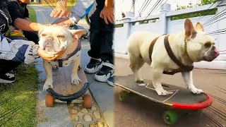 Dog Skateboard Challenge🐾🛹Dog plays skateboard on the street surrounded by childrendog [upl. by Hgielrebmik]