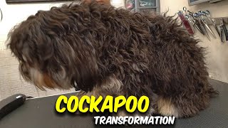 Cockapoo GROOMING Transformation [upl. by Kennett936]