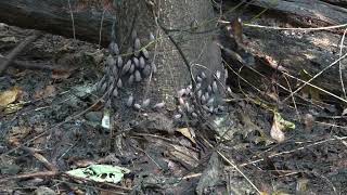 webworms and lanternflies attack Tree of Heaven [upl. by Wain]