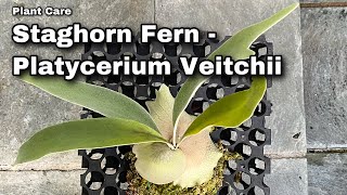 Plant Profile  Platycerium Veitchii  Ep 69 [upl. by Fazeli]