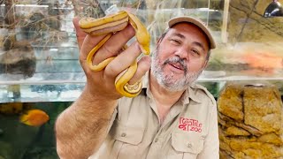 Crazy Worlds First Reticulated Pythons At The Reptile Zoo😱 [upl. by Pazia]