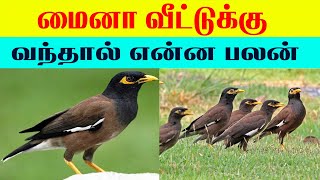 மைனா வீட்டுக்கு வந்தால் என்ன பலன் Lucky Pets for Home  Indian Astrology predictions [upl. by Thera]