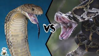 KING COBRA VS PYTHON  Who wins the fight [upl. by Ihtac]