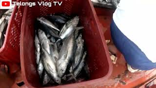 Grabe Ang Daming huli fishing fishingvideo fish viralvideo [upl. by Aristotle]