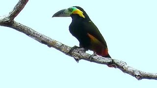 Goldencollared Toucanet  Saripocadecoleira [upl. by Ysiad180]