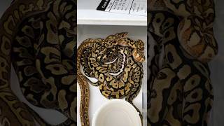 Lace HONEY Ball Pythons Hatching snake ballpython reptiles python animal [upl. by Ellyn768]