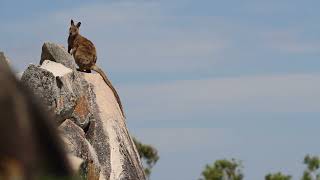 Rock Wallaby Encounter  Spotted Safaris [upl. by Suivatco]