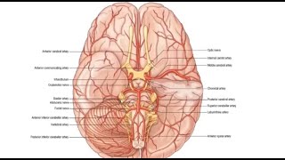 Arterial Supply of Brain [upl. by Hamitaf]