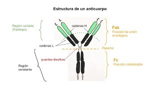 Inmunología 04  Anticuerpos Estructura y tipos [upl. by Feeley46]