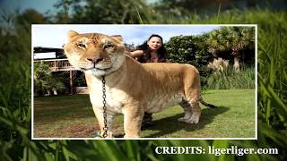 IS IT ETHICAL TO BREED GIANT HYBRID LIGERS AND TIGONS [upl. by Genia]