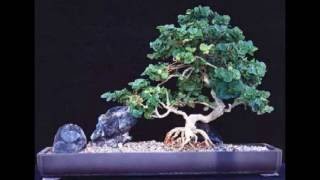 Natal Plum Bonsai Tree Care Guide [upl. by Enia167]