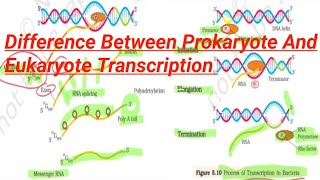 Difference Between Prokaryote And Eukaryote Transcription12BIOLOGY [upl. by Ynnij969]