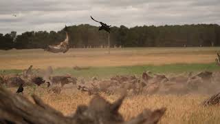 Criffon vulture in Cantalejo Spain [upl. by Grey]