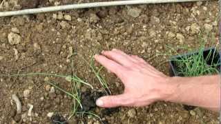 TRG 2012 How to Transplant Leeks into Your Vegetable Garden [upl. by Eselahs778]