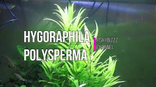 hygrophila polysperma or dwarf hygrophila [upl. by Keverian]