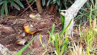 The Orange Breasted  Gold Breasted Waxbill Finch  Amandava subflava [upl. by Matty377]