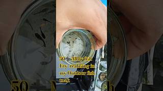 Molly Fish  How To Breeding Successfully Breeding Molly Fish 🐟 aquarium mollyfish [upl. by Weiser]