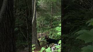 Hounds are TREED MAINE bear hunting [upl. by Acirat]