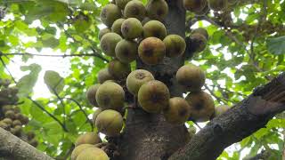 lots of Ficus auriculata fruit 滿樹的大果榕（野無花果）果實 [upl. by Assirialc]