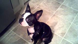 Smiling Boston Terrier [upl. by Peters]