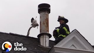 Heroic Firefighters Saving Animals  The Dodo [upl. by Rhines345]