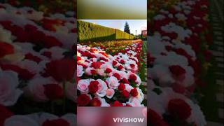 Flowers status video 🌹🌹🌹🌹 [upl. by Alleroif]