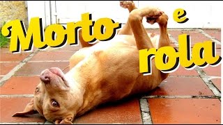 Como ensinar o cão a fingir de morto e a rolar [upl. by Winchell792]