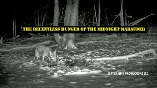 Trail Camera The Relentless Hunger of the Midnight Marauder [upl. by Melisa]