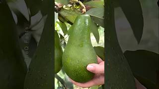 How to Grow Avocado at Home 🥑 plants shorts farming [upl. by Ydnat999]