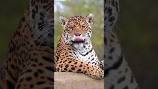 If you see this this jaguar thinks youre a snack 🐆😋 [upl. by Htieh985]