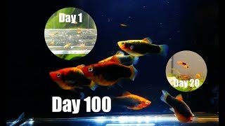 Platy Fish Life Cycle Breeding Project [upl. by Ailecra]