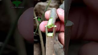 Plant grafting technique for beginners successful and satisfying usa grafting videos [upl. by Iadahs983]