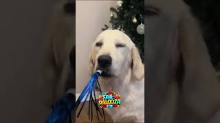 Dogs Messing Up  Fail Videos [upl. by Miko244]