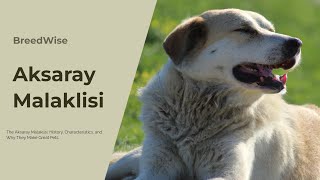 Everything You Need to Know About Aksaray Malaklisi Dogs The Fierce Protector Of Turkeys Livestock [upl. by Peedsaj]