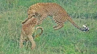 Leopard Cub Sends Mommy Flying [upl. by Ahtamat]