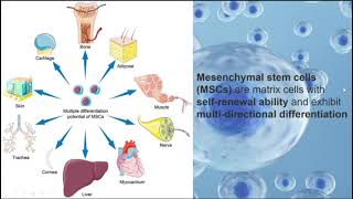 Mesenchymal stem cells andneuroregeneration in Parkinsons disease [upl. by Aisanahta]